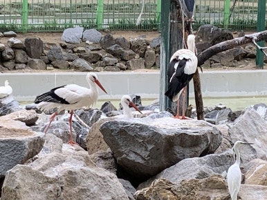 White stork (Ciconia ciconia)