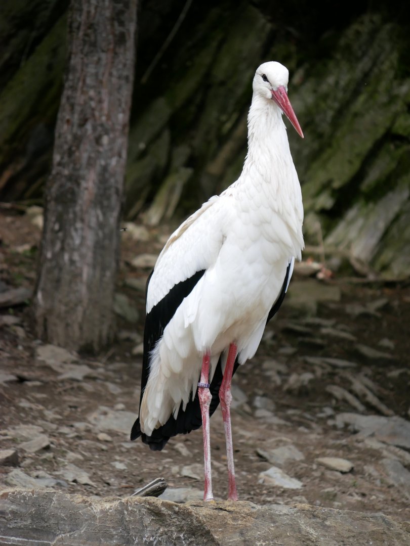White stork (Ciconia ciconia)