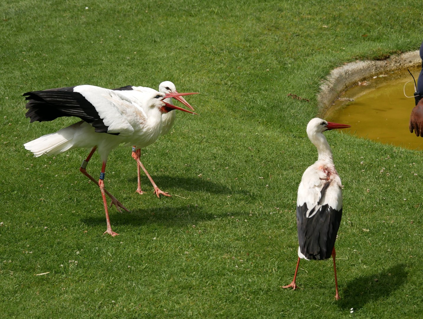 White stork (Ciconia ciconia)