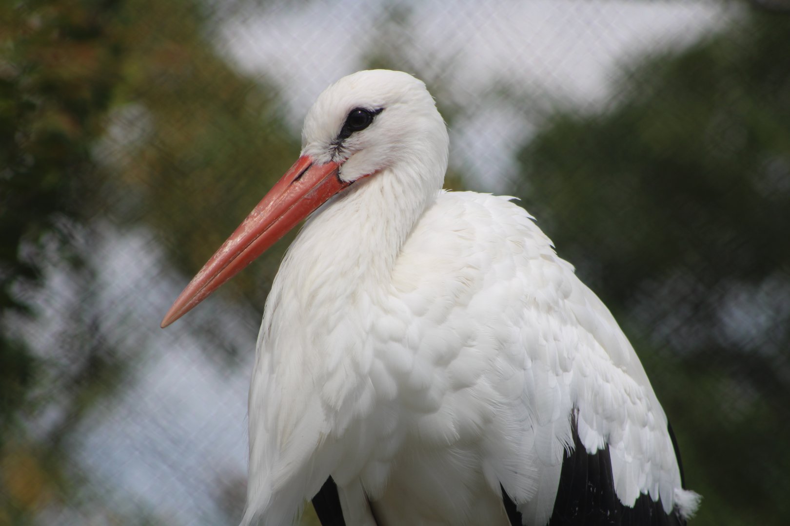 White Stork (Ciconia ciconia)