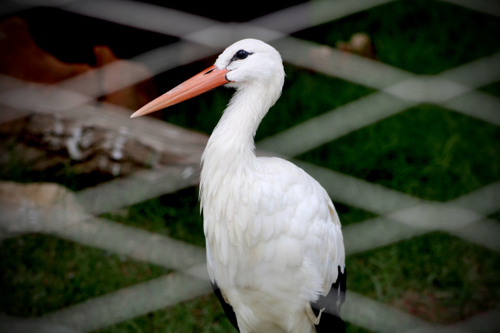 White Stork (Ciconia ciconia)