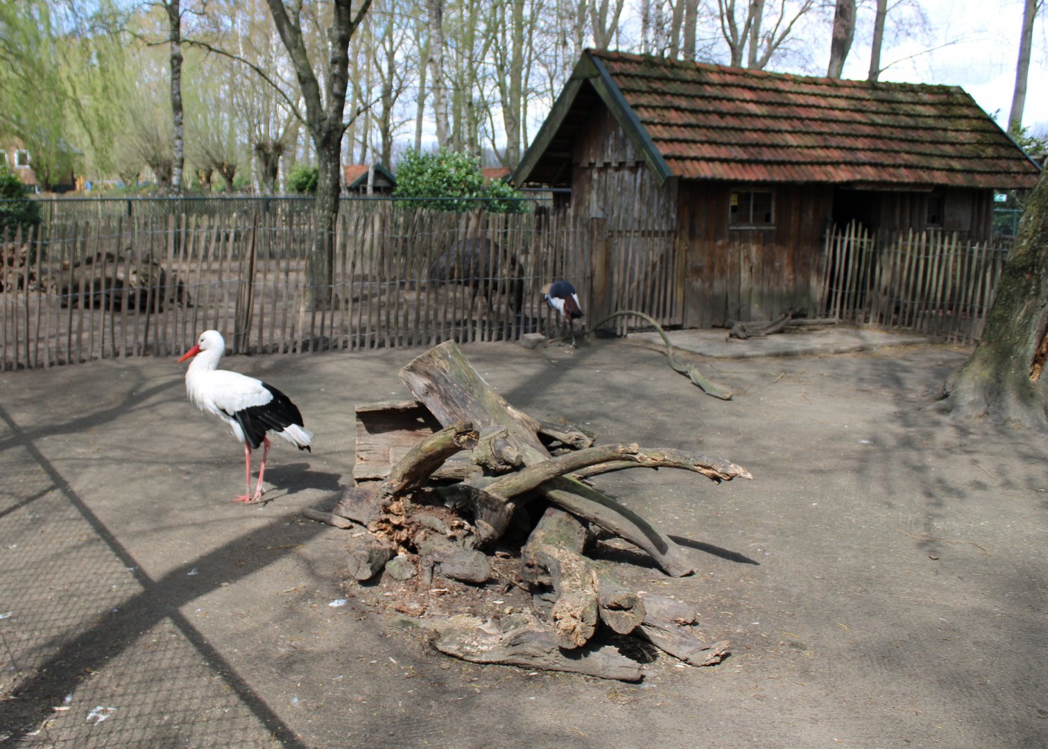 White stork - Crowned crane enclosure