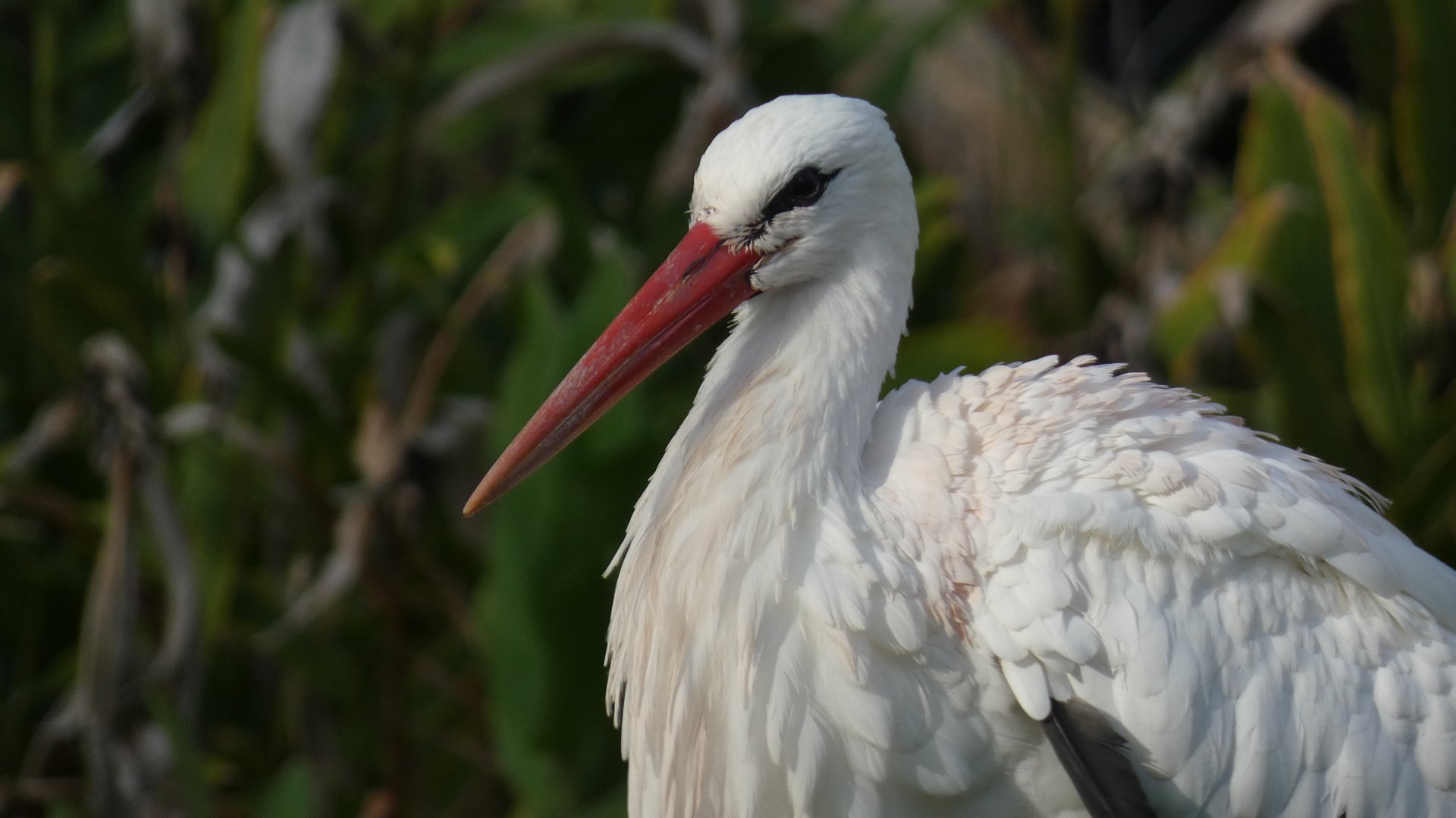 White Stork, Discovery Island Trails - Jan. 2022