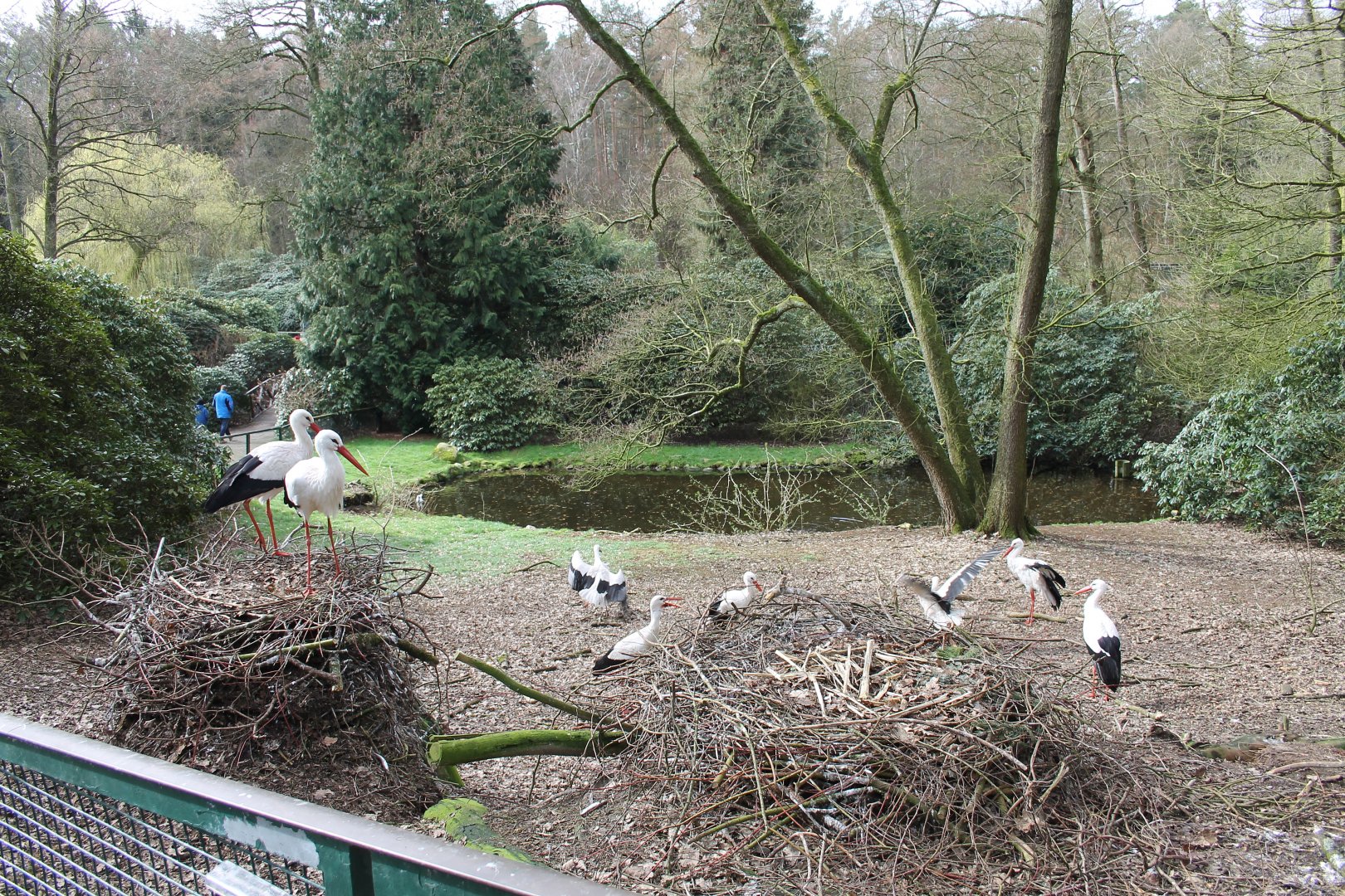 White stork enclosure (24/3-19)