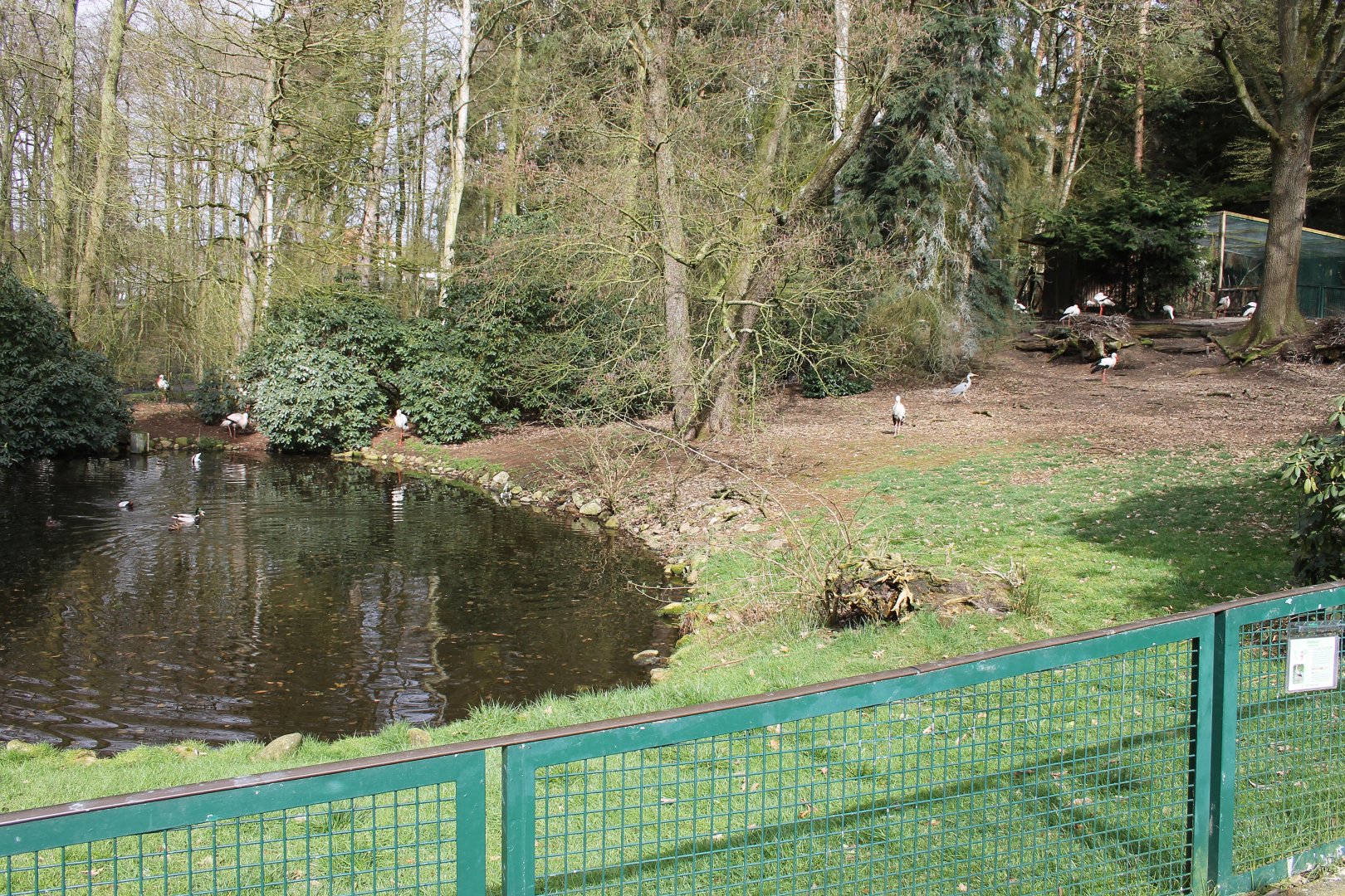 White stork enclosure (24/3-19)