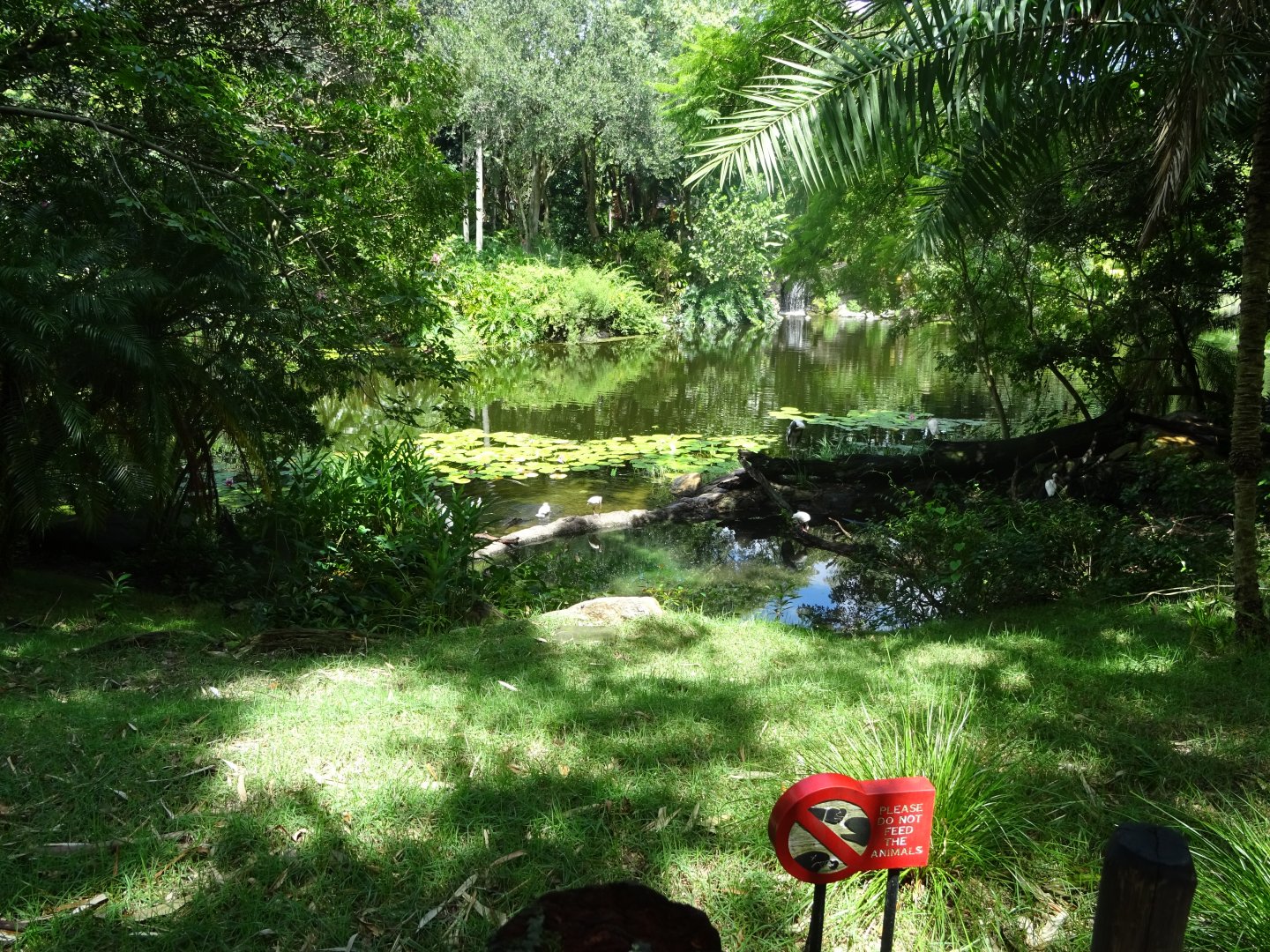 White Stork Enclosure at Disney's Animal Kingdom (2014)