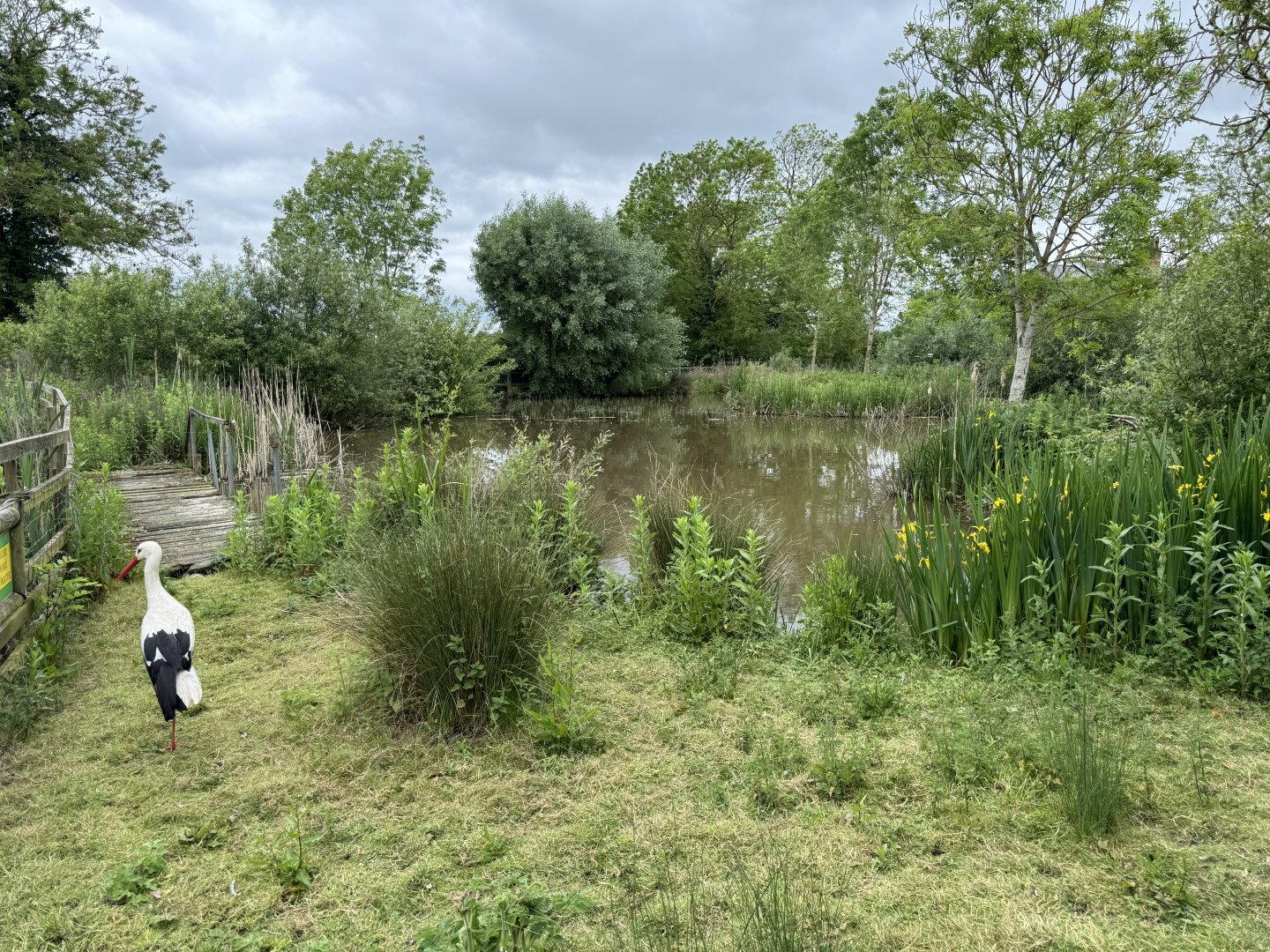 White Stork Enclosure at Woodside Wildlife Park (May 2024)