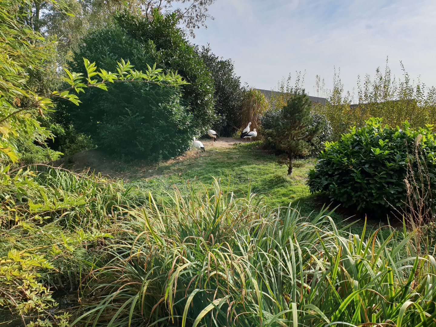 White stork enclosure