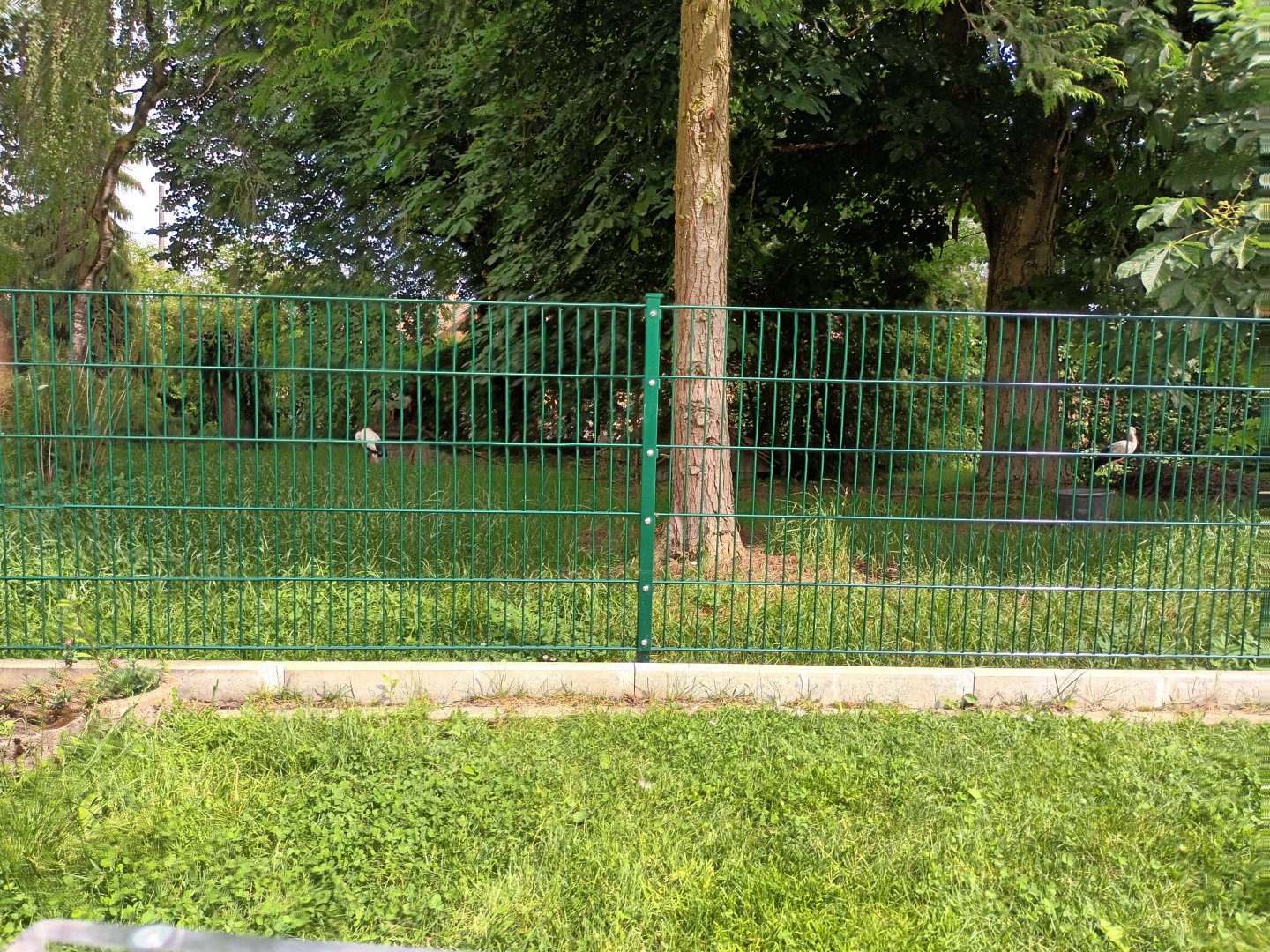 White Stork Enclosure