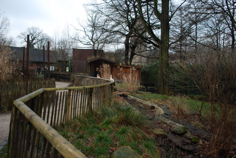 White stork enclosure