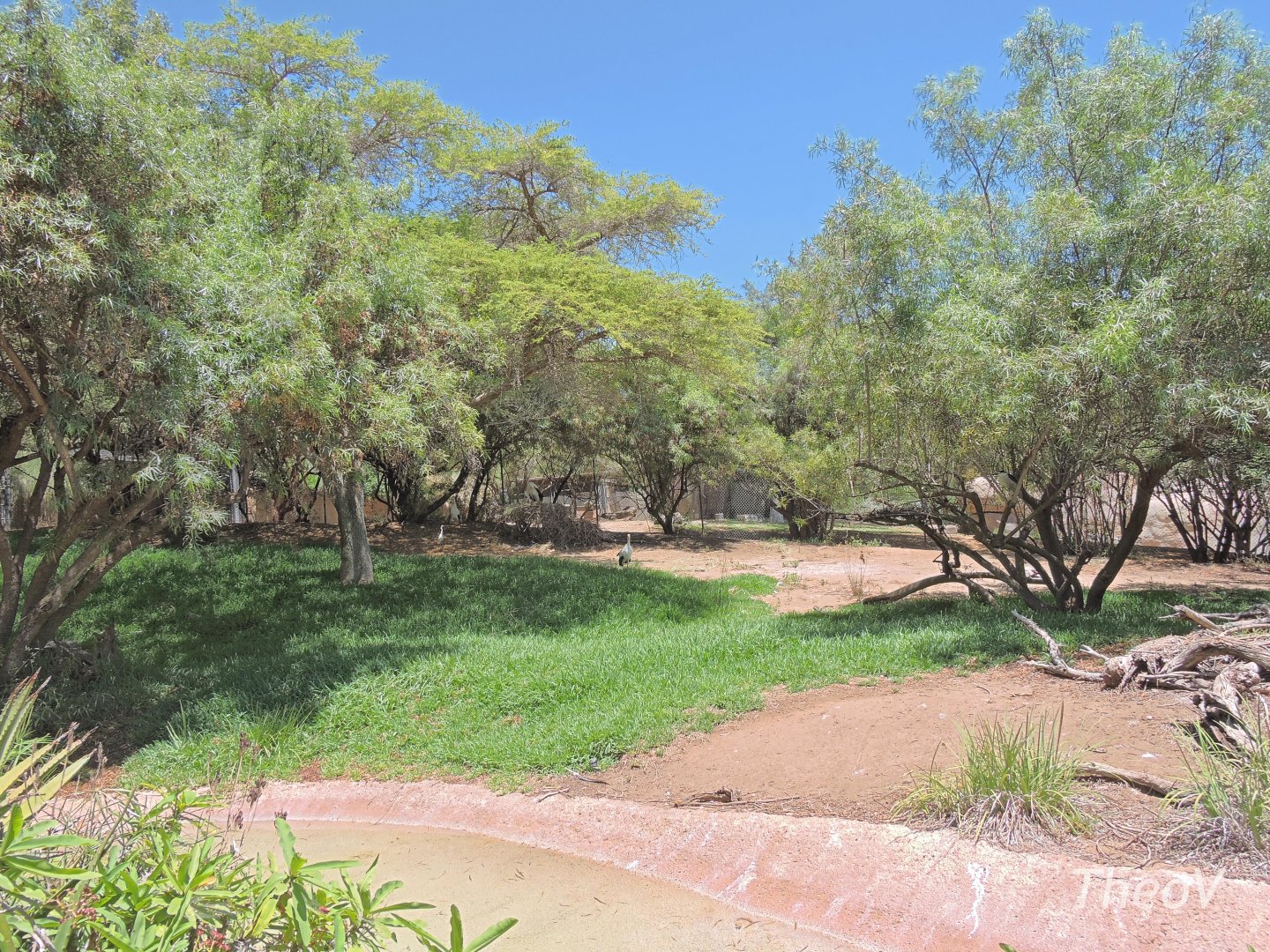 White stork exhibit [2015]