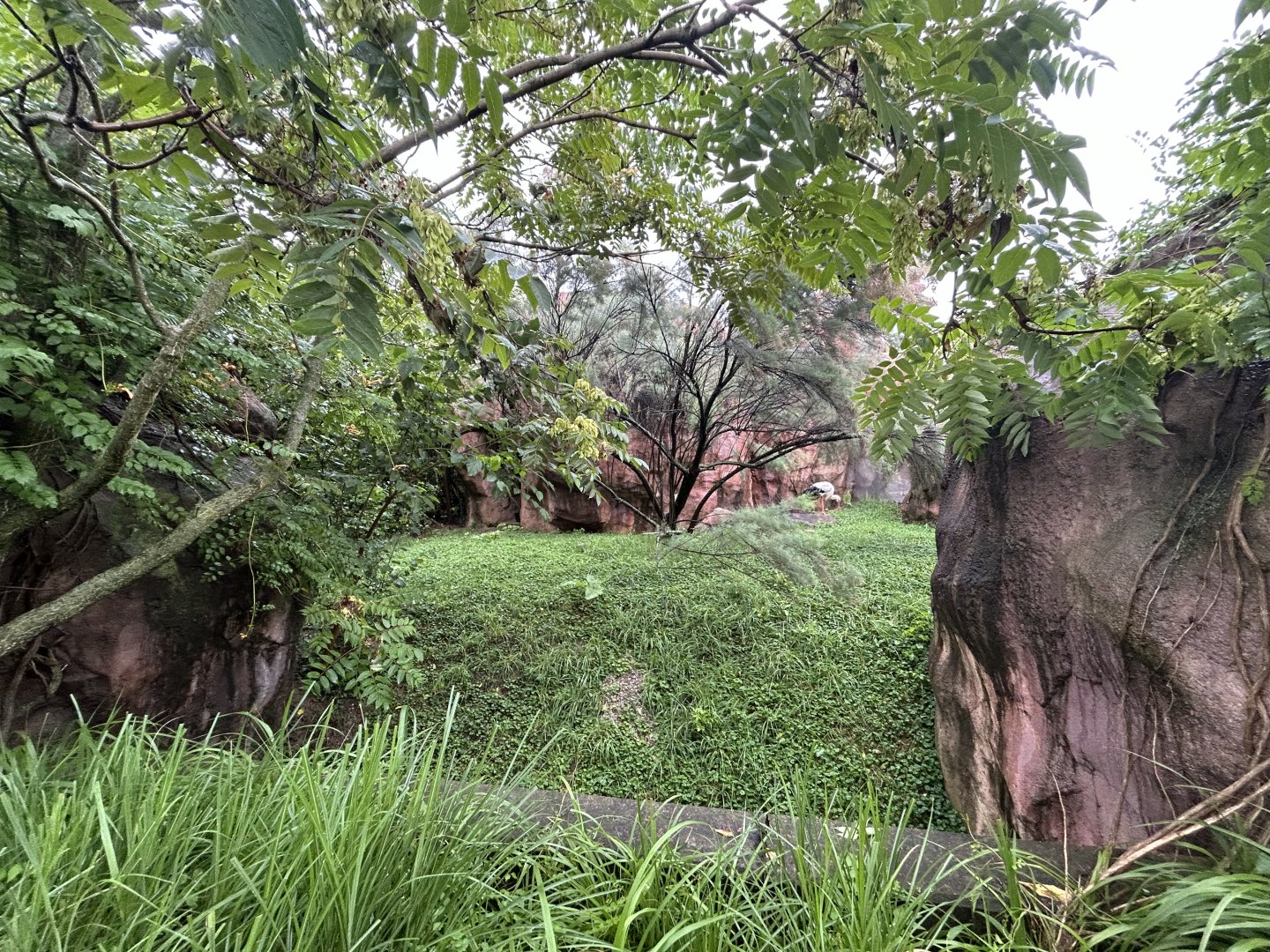 White Stork Exhibit - African Journey