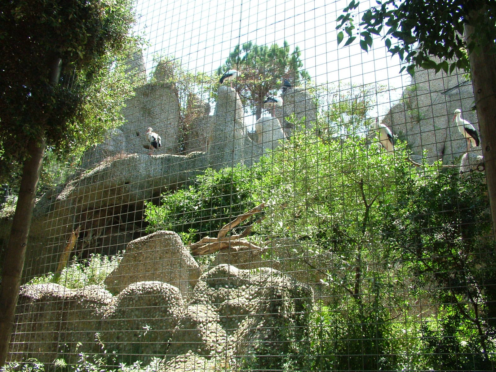 White Stork Exhibit at Barcelona, 30/05/11