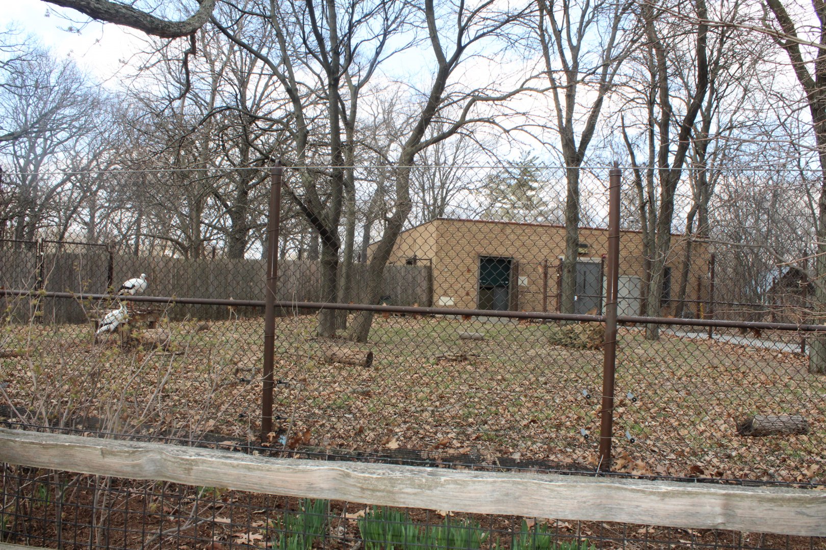 White Stork Exhibit - Habitat Africa: The Forest