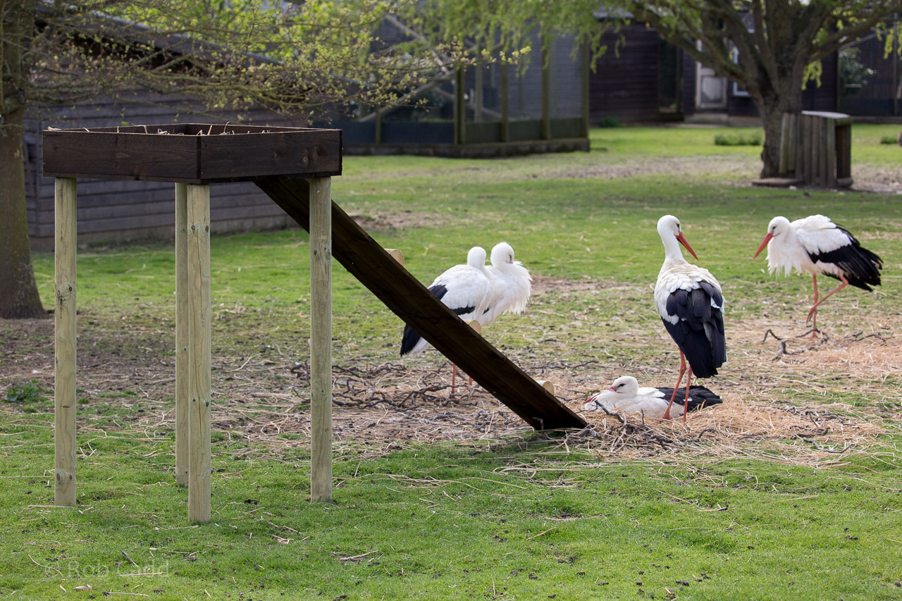White stork (exhibit) : Hamerton : 26 Apr 2015