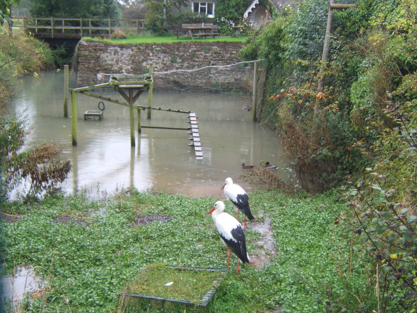 White Stork exhibit