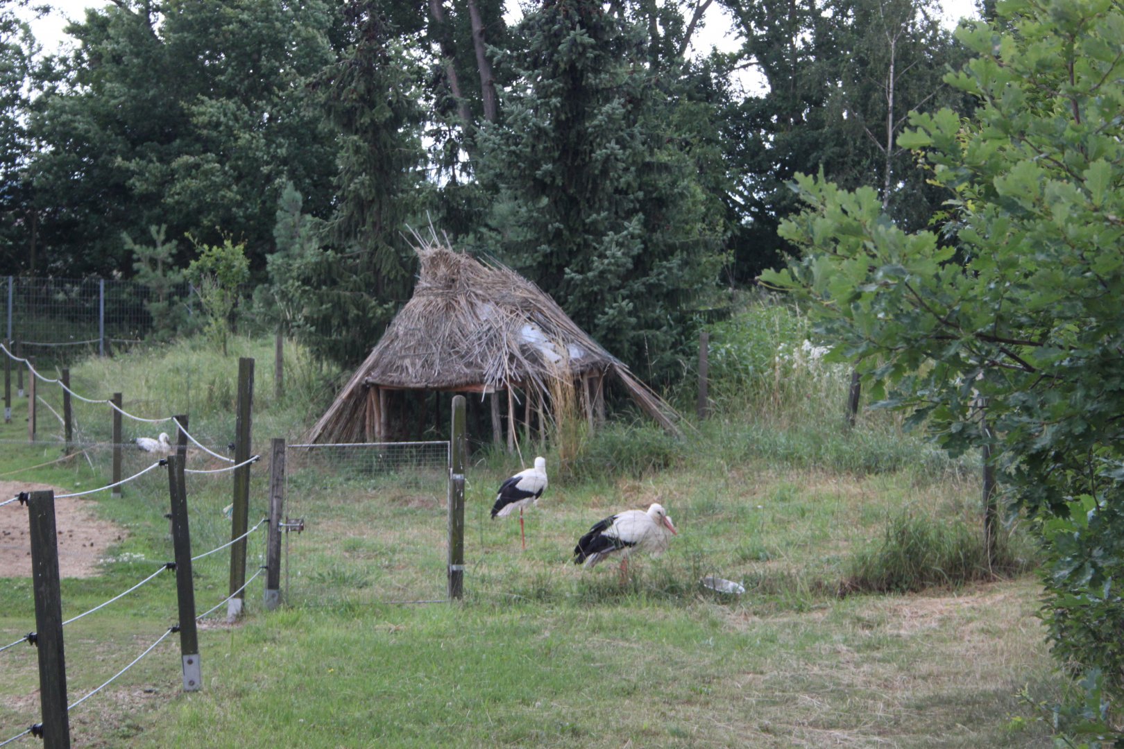 White stork exhibit