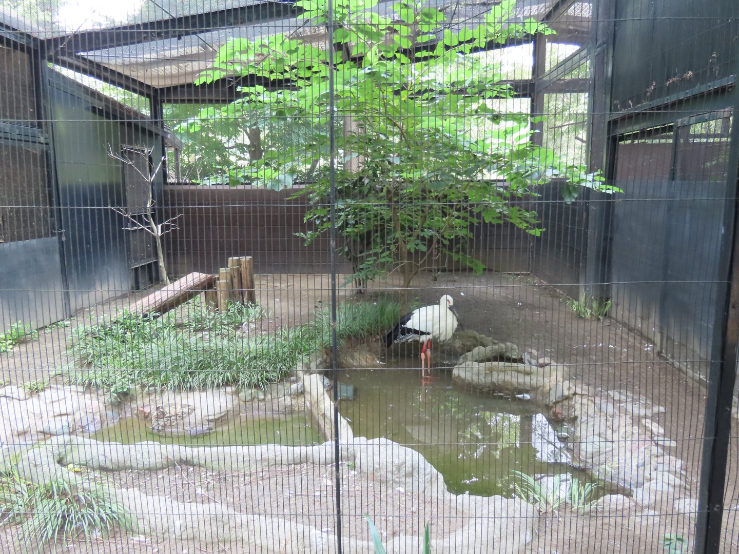 White stork exhibit
