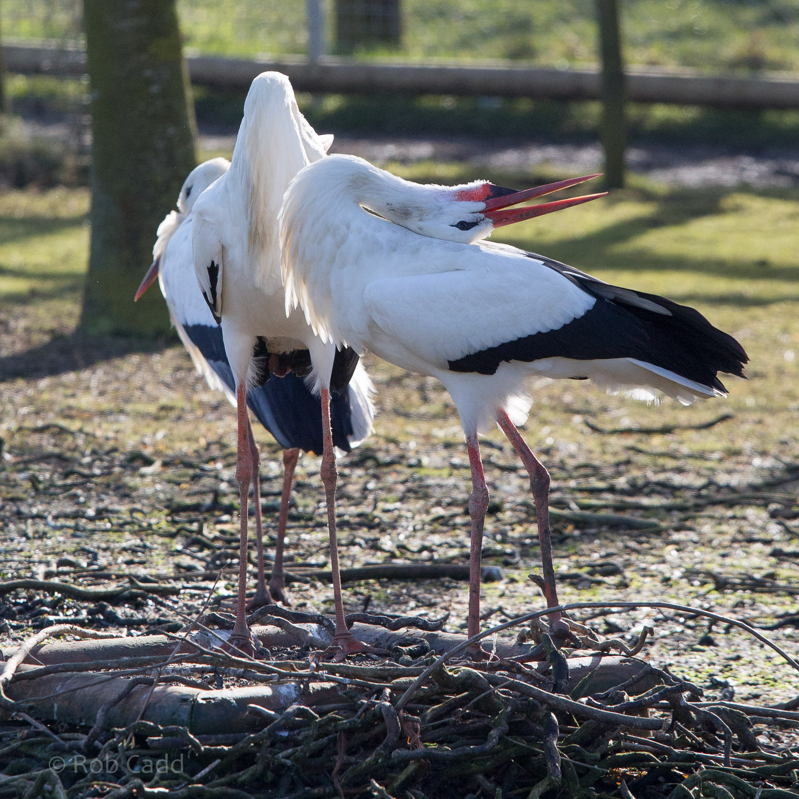 White stork : Hamerton : 08 Feb 2015