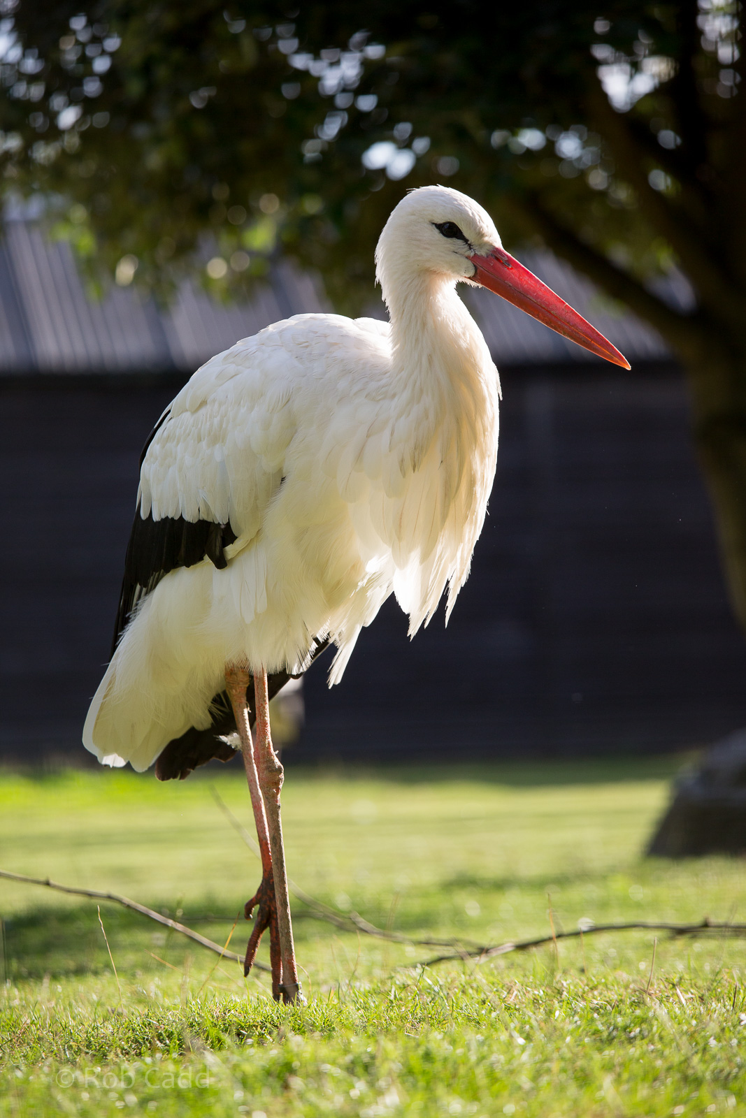 White stork : Hamerton : 31 Aug 2014
