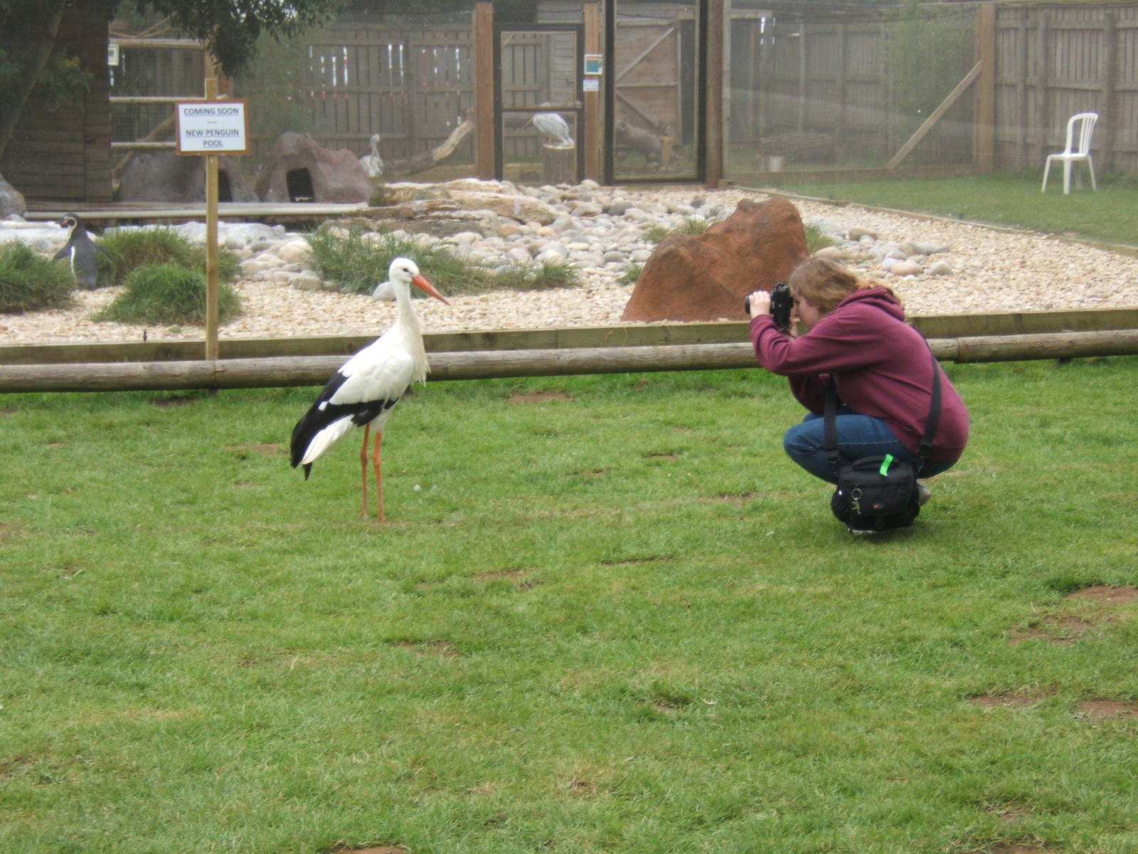 White Stork having its picture taken