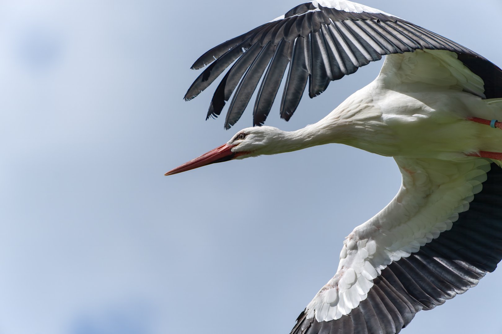 White stork, Hawk conservancy trust, UK