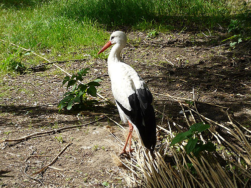 White Stork in Kishinev Zoo