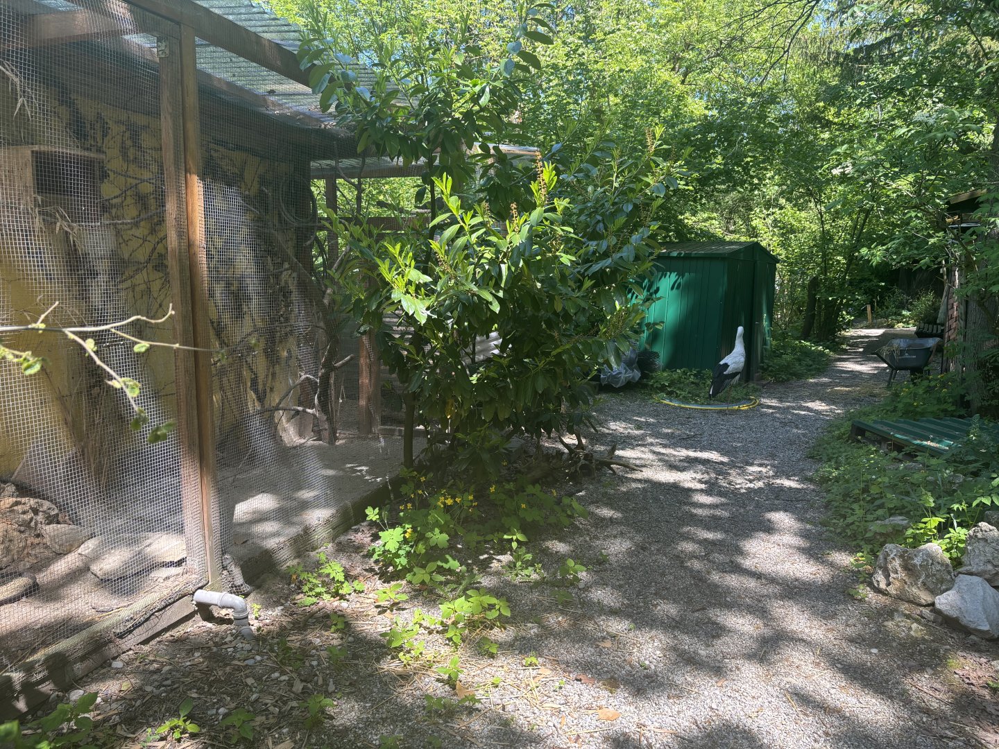 White Stork in the Staff Area