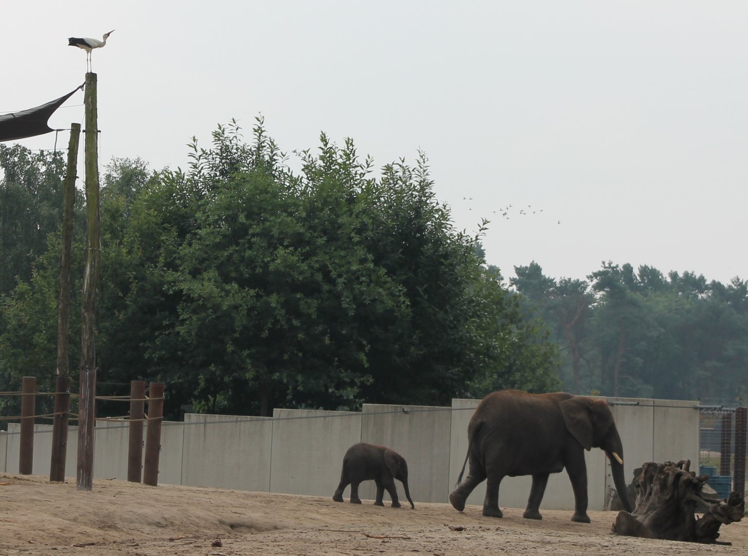 White stork inspecting his delivery ;) !