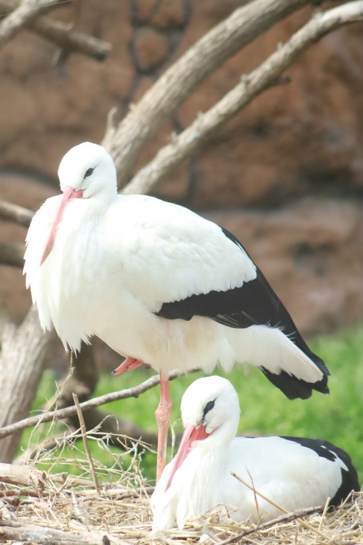 White Stork- March 2024