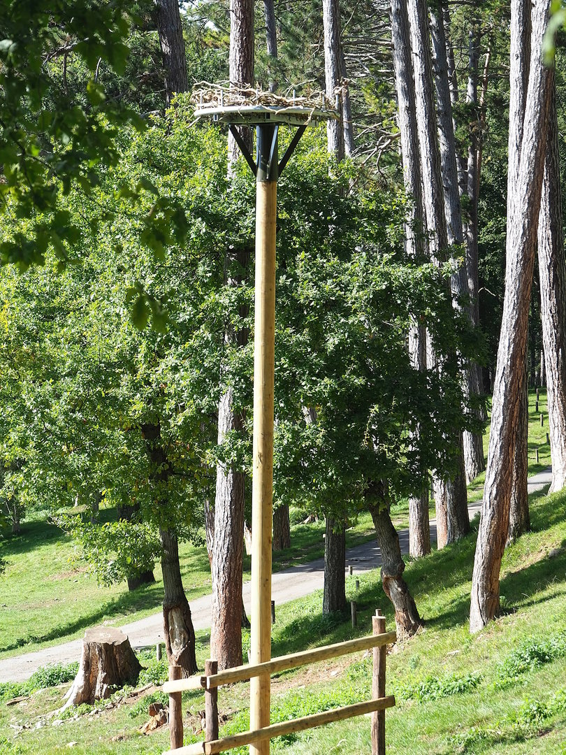 White stork nest, 2023-09-26