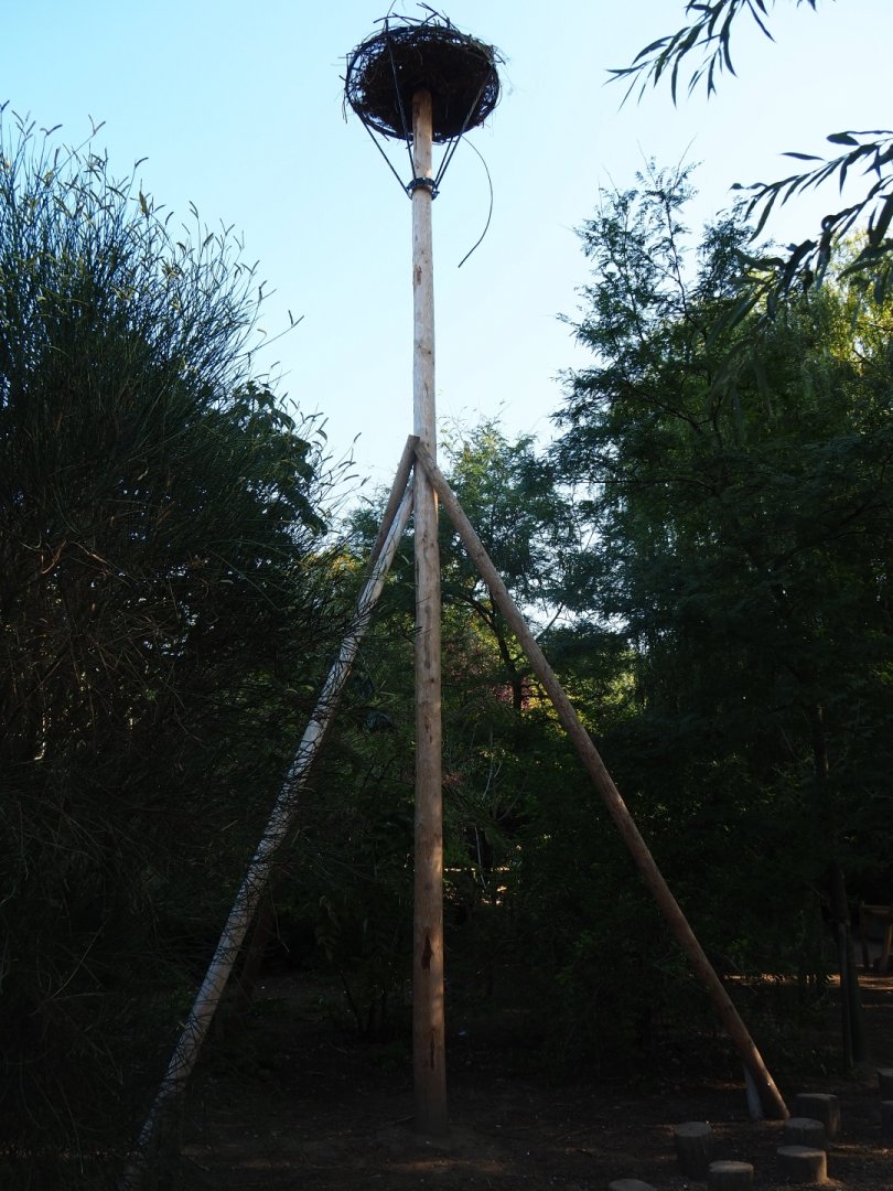 White stork nest (Sep 2nd, 2018)