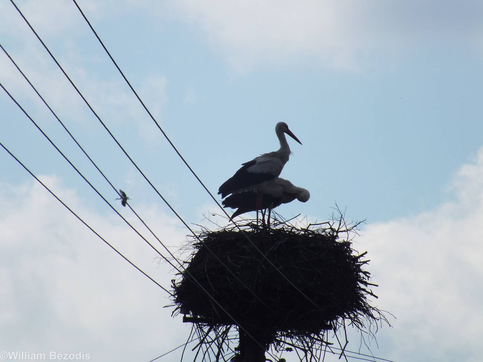 White Stork Nest with Another Behind- Biebrza Marshes
