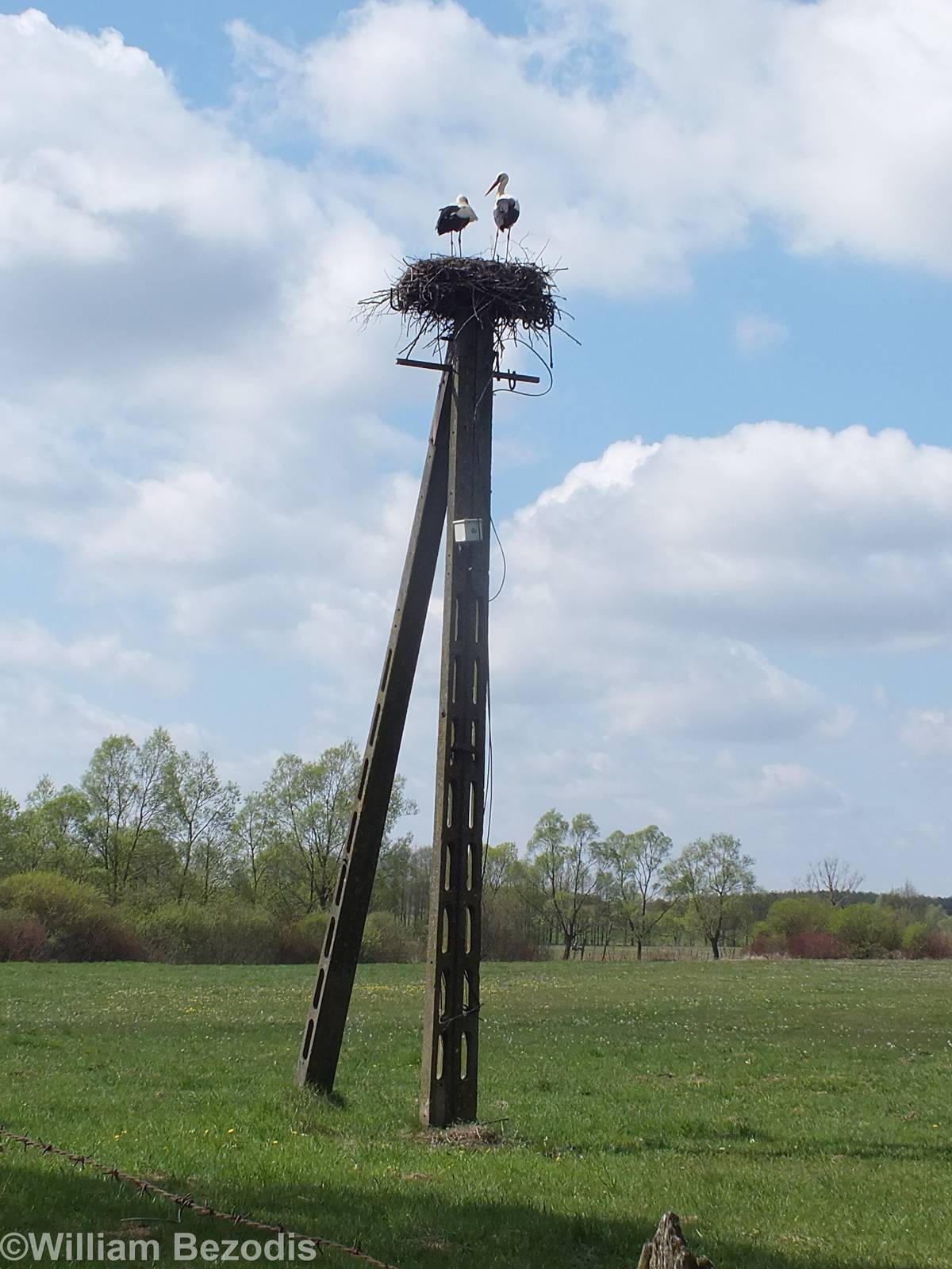 White stork Nest with Pole- Biebrza Marshes