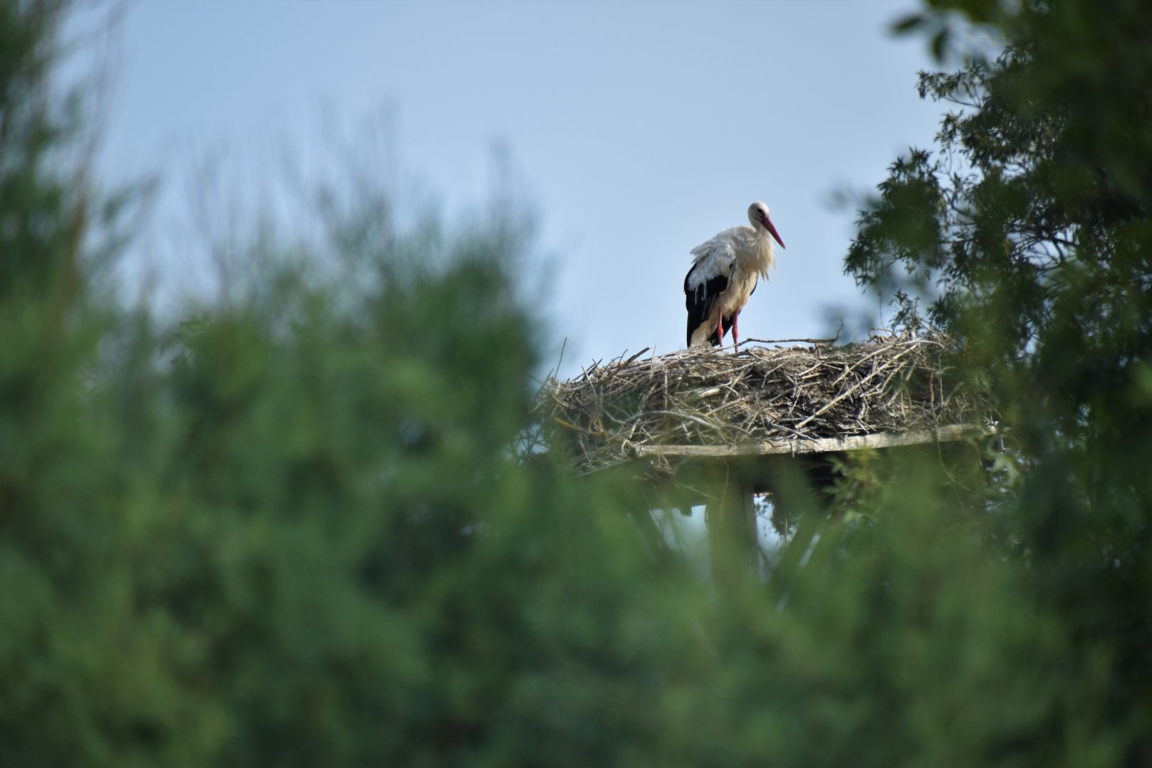 White stork nesting