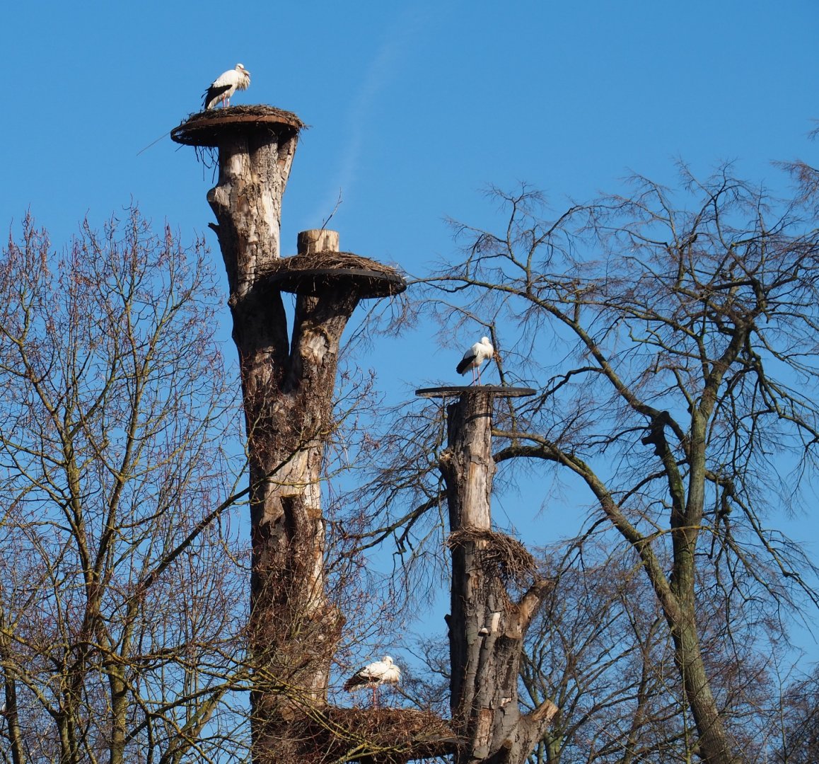 White stork nests on dead beeches (Feb 16th, 2019)