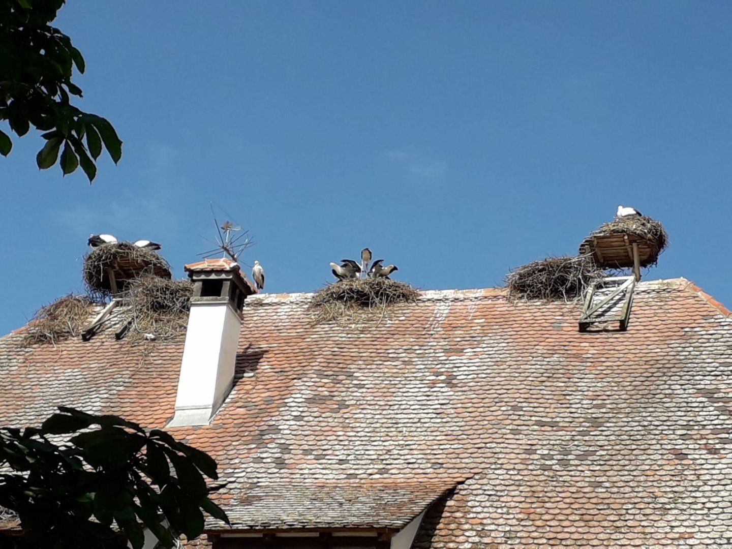 White Stork nests