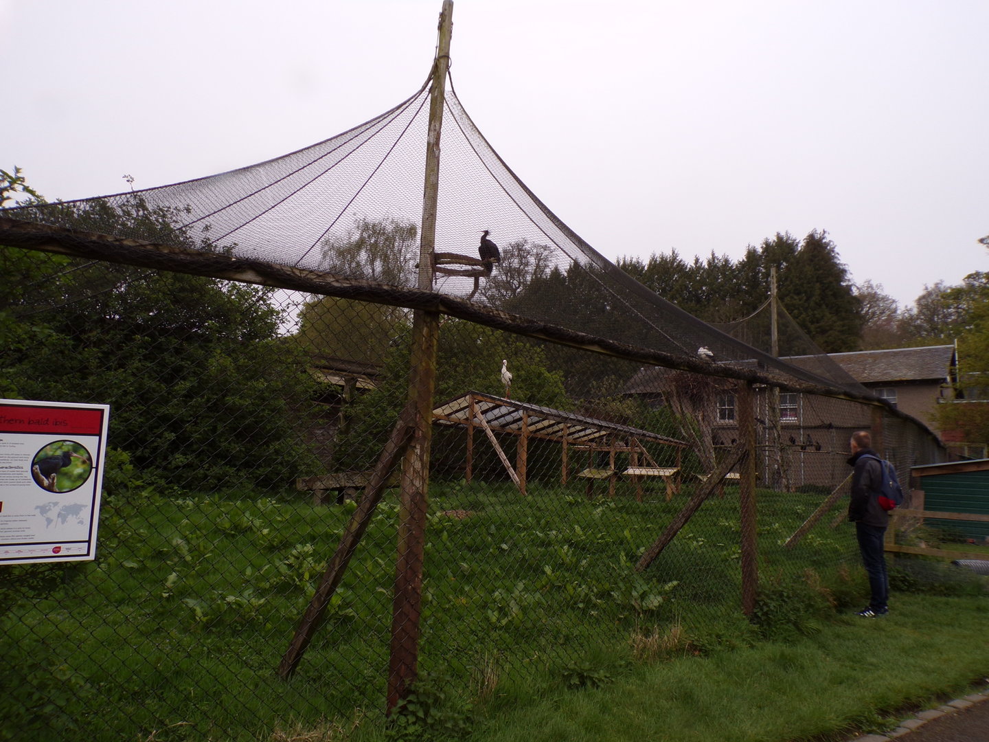 White stork, Northern bald ibis and Indian peafowl aviary 7.5.23