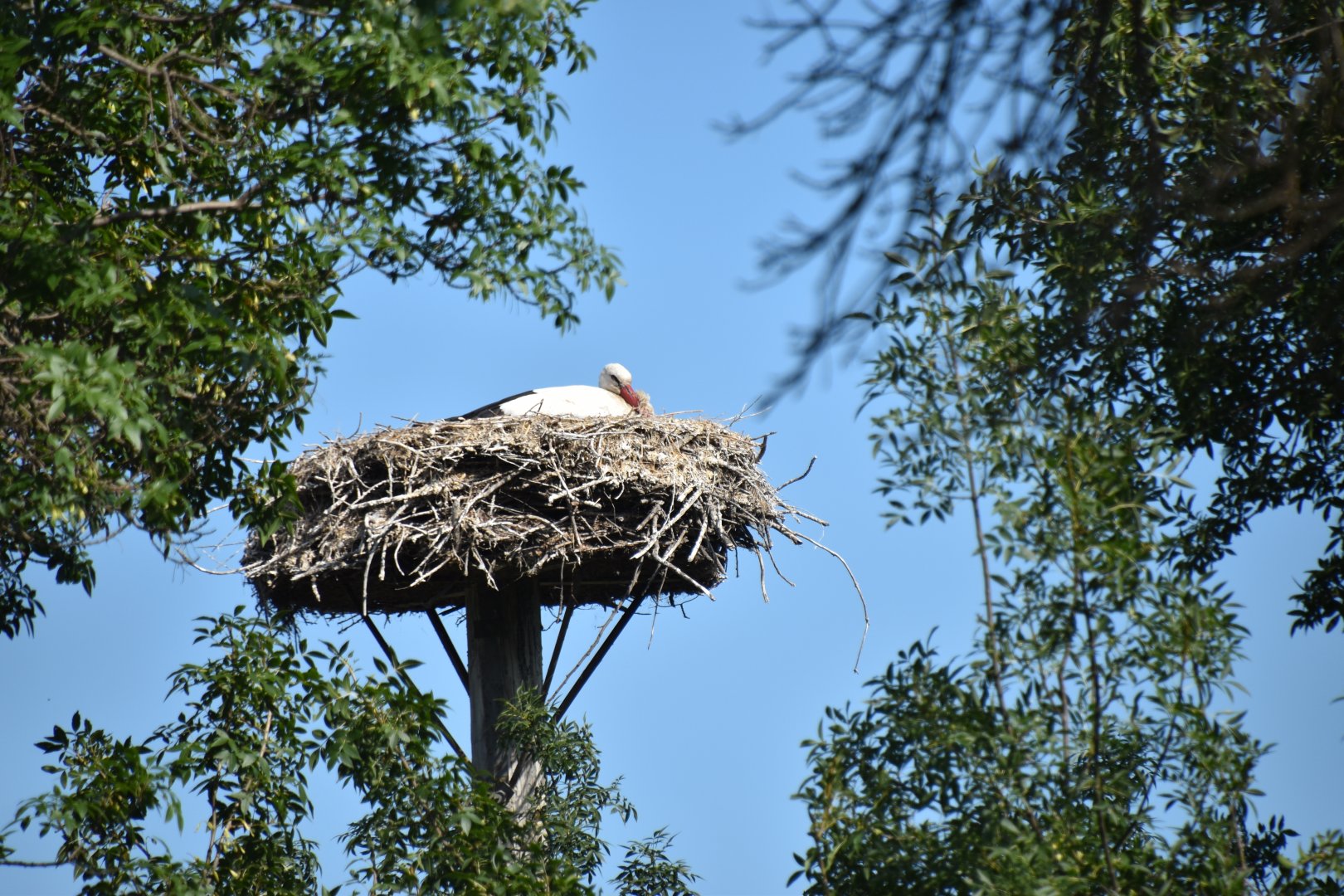 White stork on its nest.