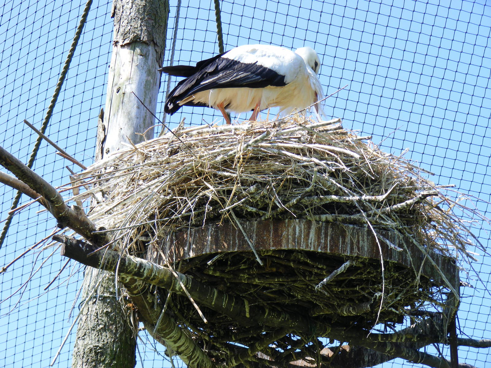 White stork on nest at Camperdown Wildlife Centre, 18 May 2010