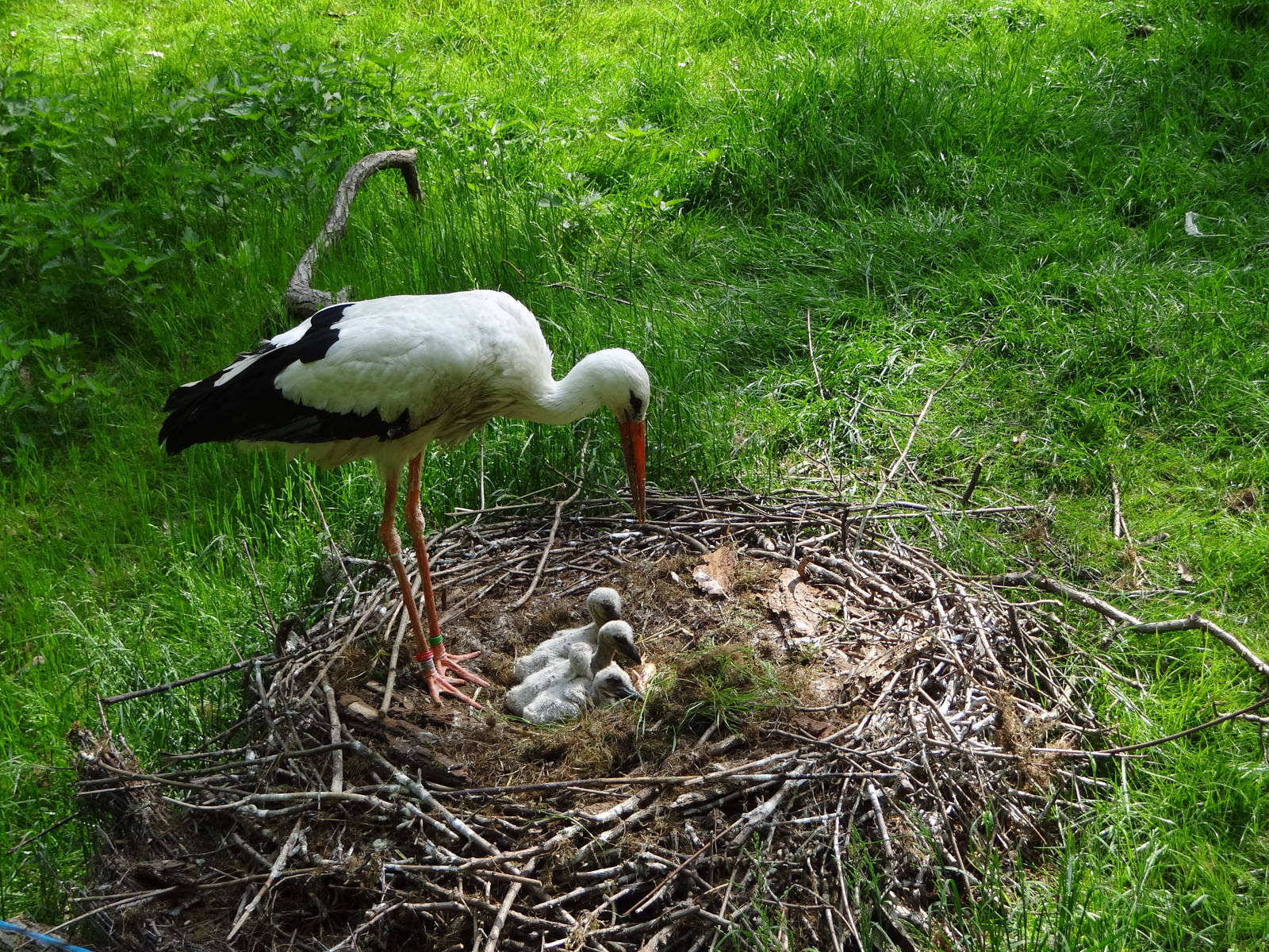 White Stork on nest