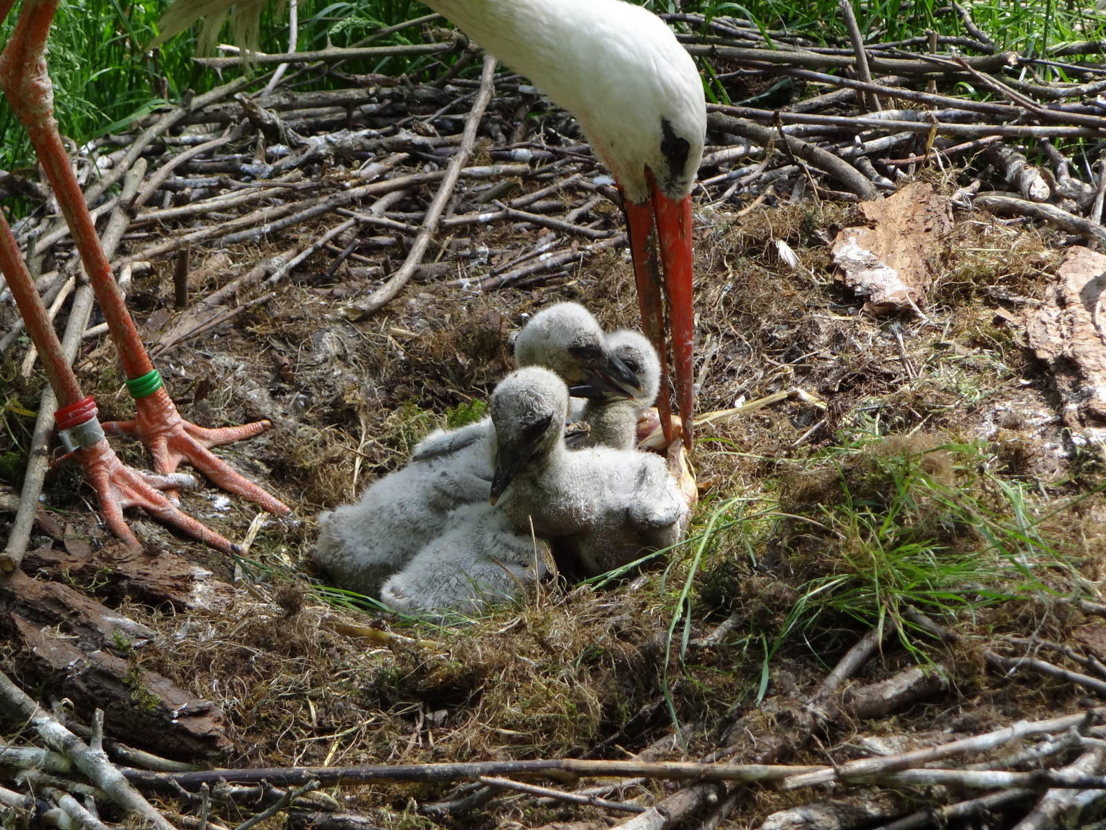 White Stork on nest