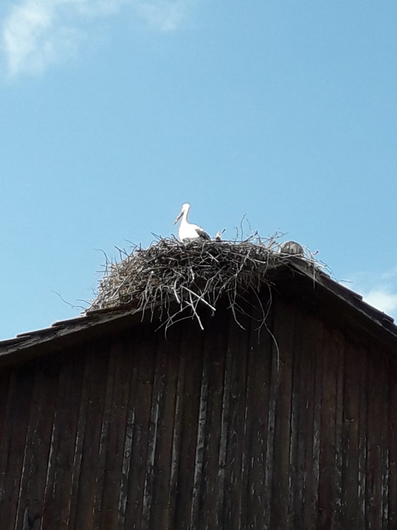 White Stork on nest