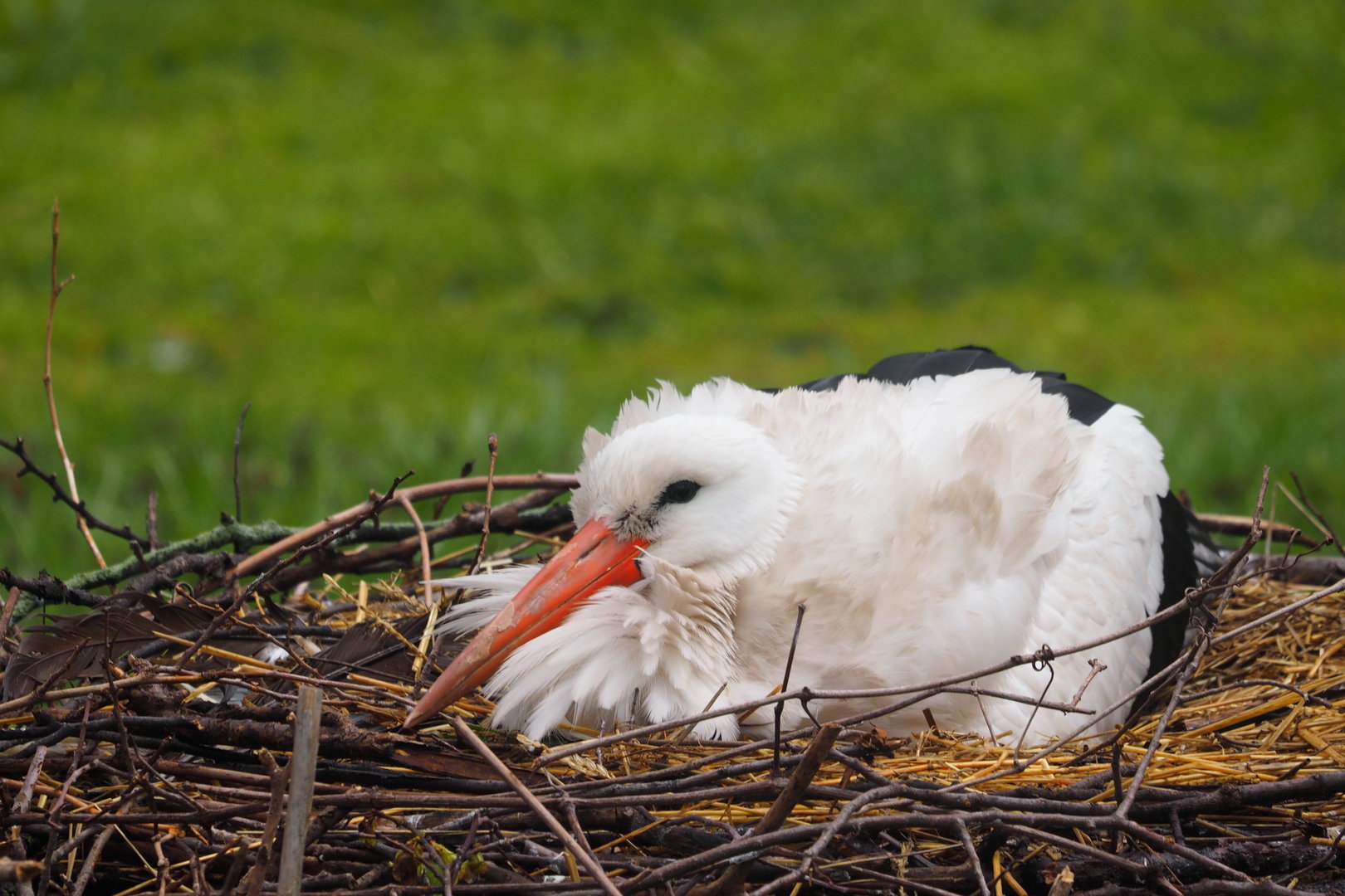White Stork on Nest