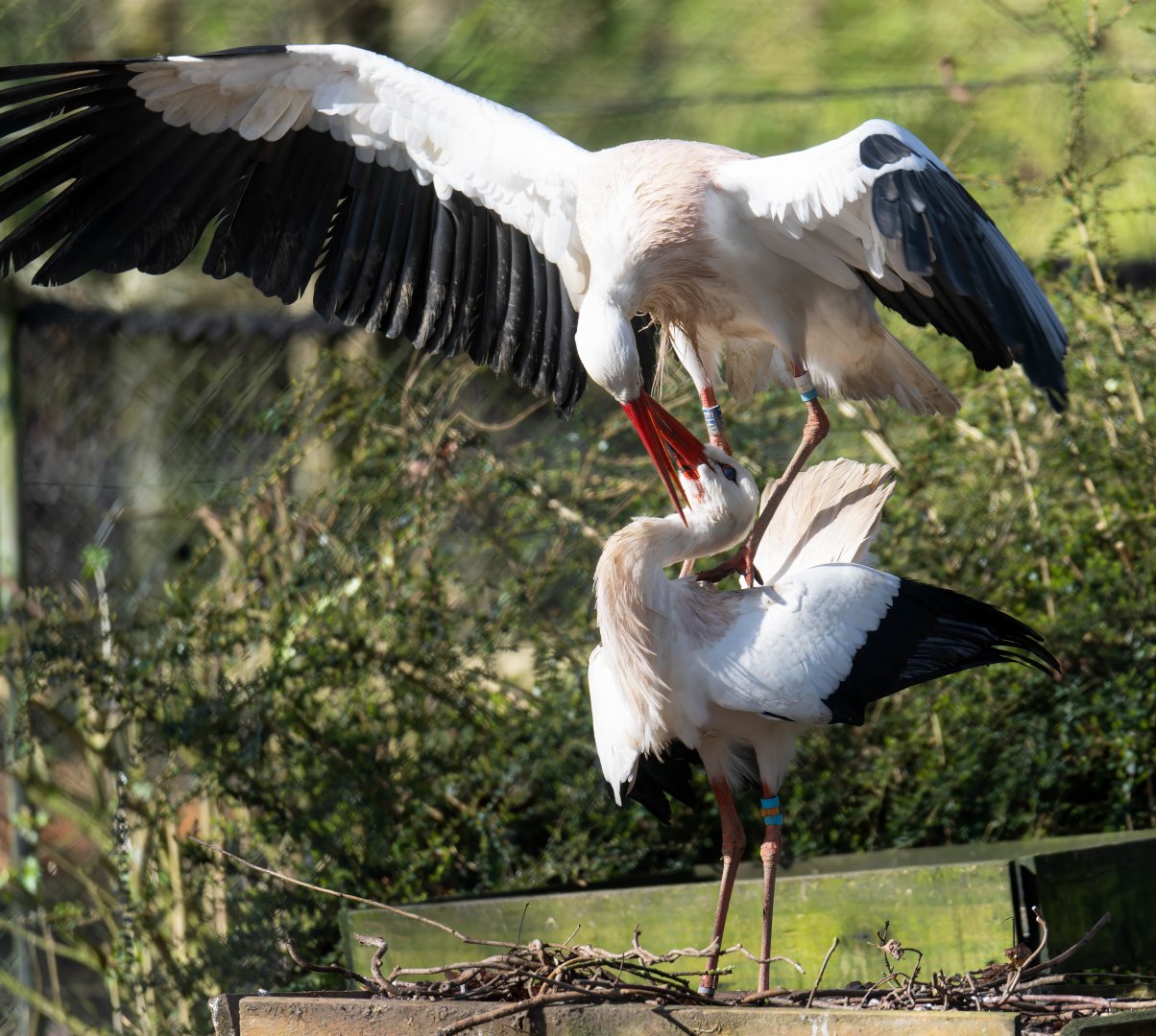 White stork pair, CWP, UK
