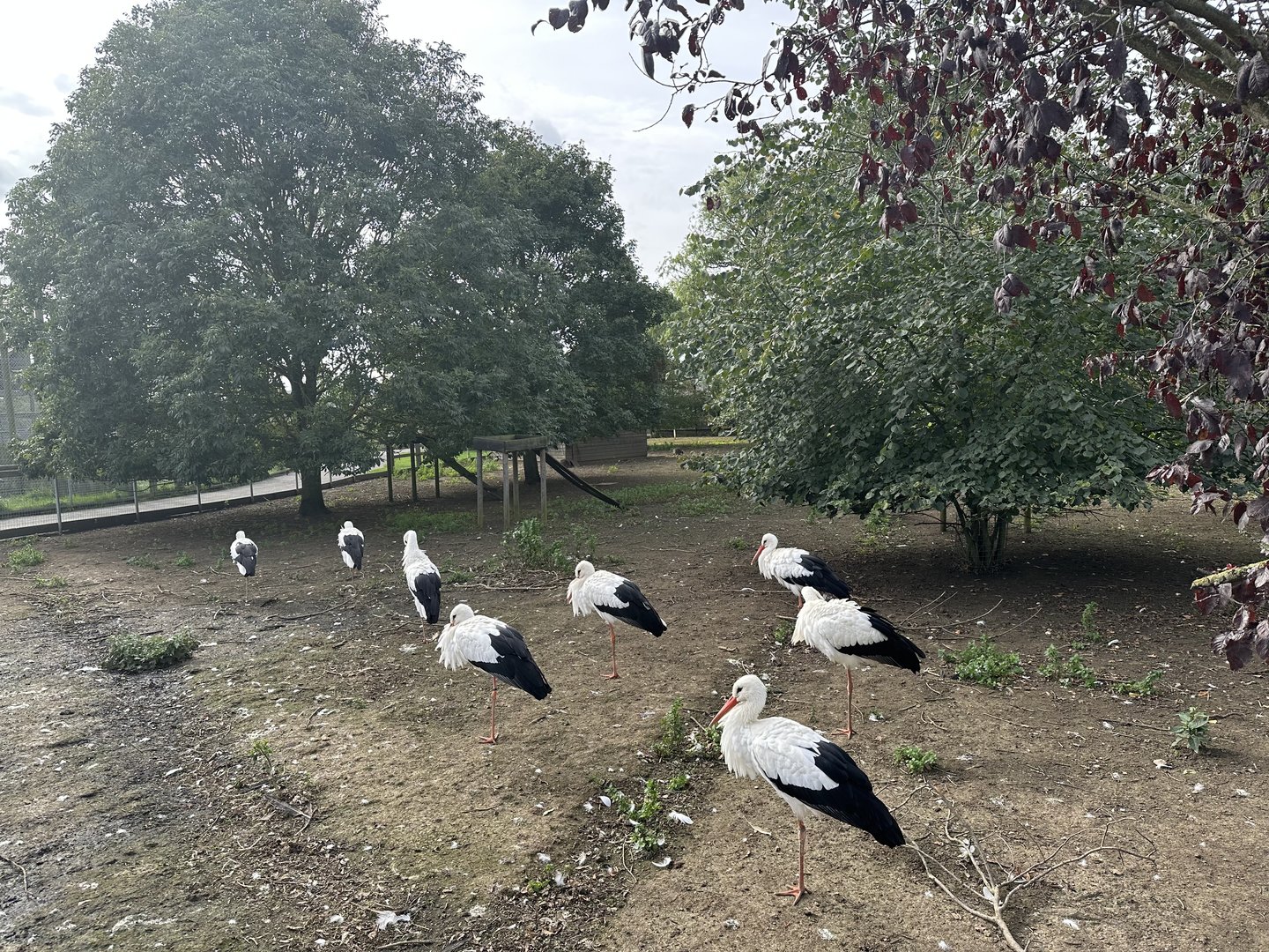 White Stork / Parma Wallaby Enclosure at Hamerton Zoo Park (October 2023)