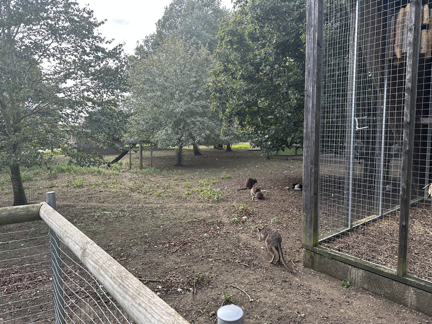 White Stork / Parma Wallaby Enclosure at Hamerton Zoo Park (October 2023)