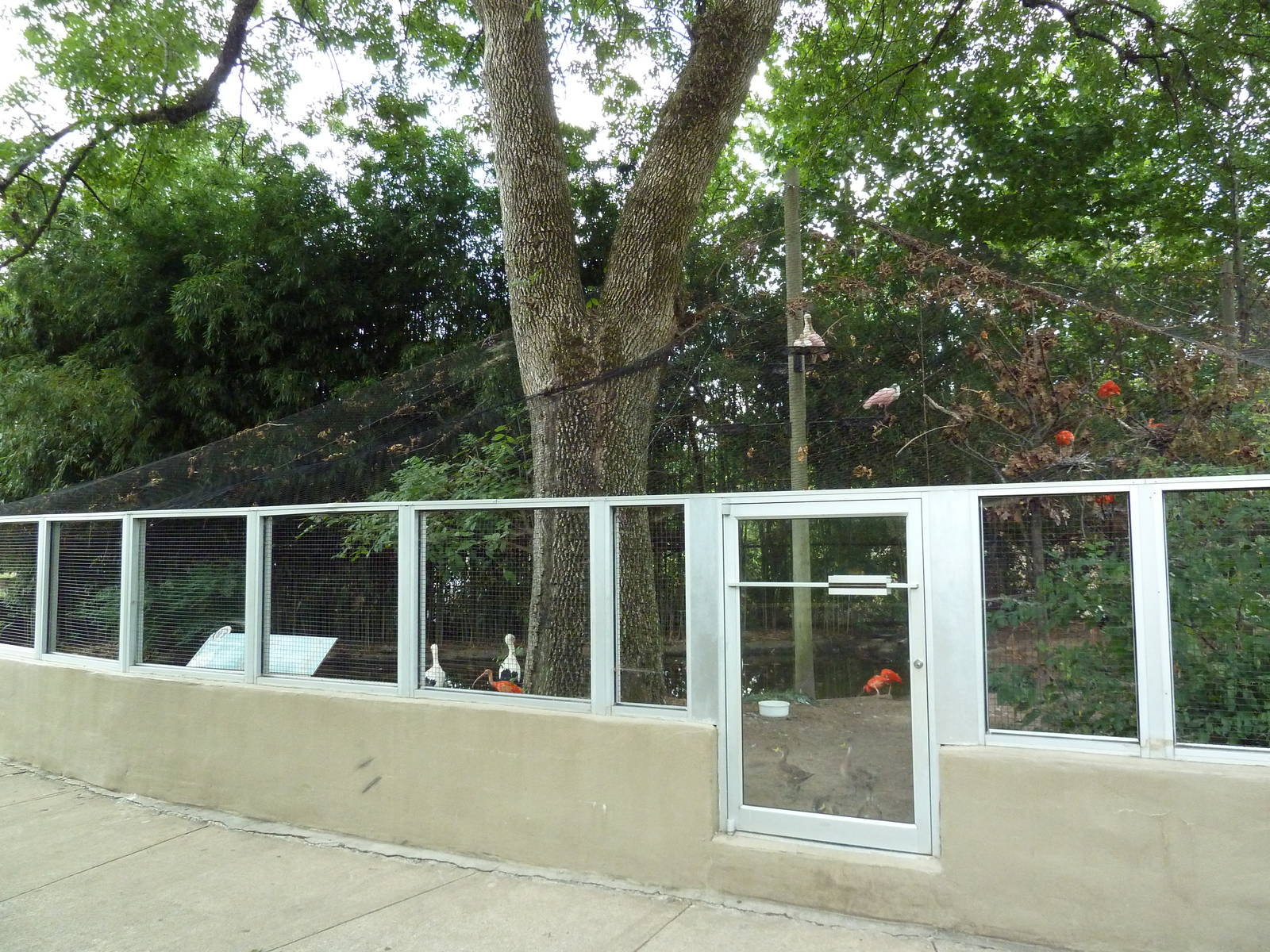 White Stork/Scarlet Ibis/Roseate Spoonbill Exhibit