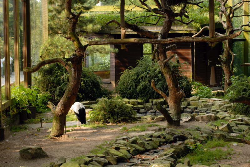 White stork walkthrough