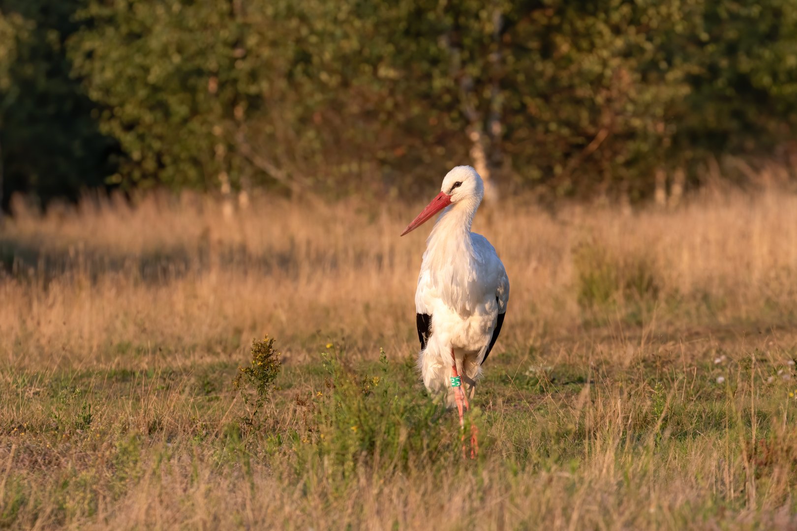 White Stork / Watatunga / 1-9-20